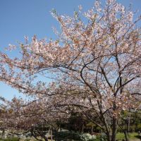 桜, Нагаока