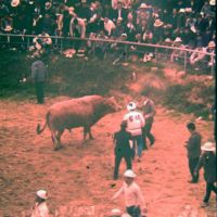 Bull Fights, Ишигаки
