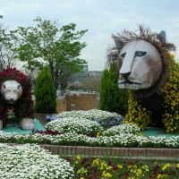 Flower lions, Кайзука