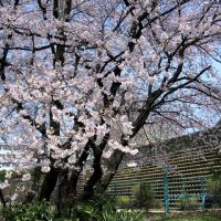 Urawa 白幡沼の桜, Вараби