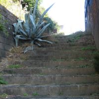 Plants grow from stairs, Вараби