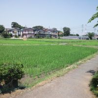 Rice field, Сока