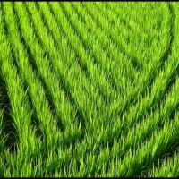 Lines and Curves in a Rice Field, Иаизу