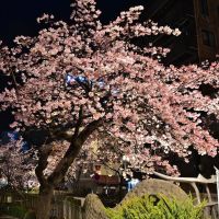 あたみ桜　糸川　ＡＴＡＭＩ　ＩＴＯＧＡＷＡ　夜桜, Ито