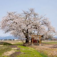 城戸集落の桜, Масуда