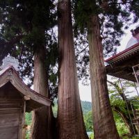 小栗山神社の大杉, Масуда