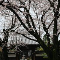 Cherry trees in full bloom in a Buddhism temple, Ояма