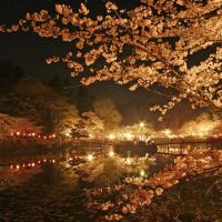 桜よ(Night view of MOBARA park), Мобара