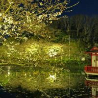 茂原公園の夜桜, Мобара