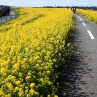 20090329 yellow blosoms road　黄色い花の道, Нода