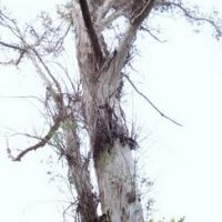 生まれて初めて、ユーカリの木に触れてみました。表面はツルツルでピカピカ風ですが、実際は産毛が一面に生えているようなソフトな感触です。しかしながら、大木ですので非常に堅いです。うまく表現できませんが・・・「非常に堅い、モケット地のような感じ」。小金井公園にて、パノラマ撮影です。, Кодаира