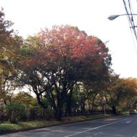小金井公園前　玉川上水・五日市街道, Кодаира
