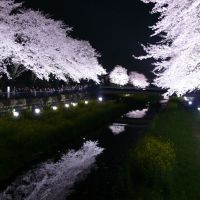 野川　桜ライトアップ2010, Митака