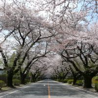 ICUの桜並木, Митака