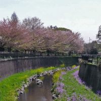 仙川　丸池公園, Митака