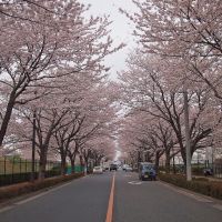 調布飛行場　桜並木, Митака