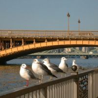 3 Bridges@Sumida-gawa river,In view of this side,Kuramae-bashi,Umaya-bashi,Komagata-bashi　隅田川の３橋、手前から蔵前橋、厩橋、駒形橋, Токио
