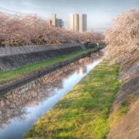 旧袋川の桜並木, Йонаго