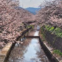 立川町の桜並木, Курэйоши