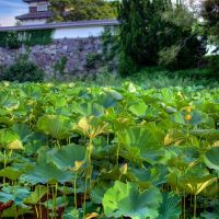 Lotus, Casle and the Clouds, Китакиушу