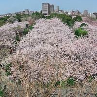 Cherry-blossom viewing from the ruin of Fukuoka castle, Ногата