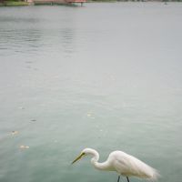 Ohori park, a heron, Омута