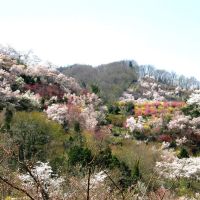 Sakura&Spring Flowers of Hanamiyama @ Fkushima Japan, Иваки