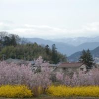 Fukushima  福島　花見山, Иваки