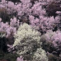 white-blossomed magnolia & Tokaizakura-cherry, Hanamiyama in Fukushima, Иваки