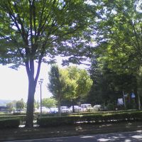 shade of tree, Иваки