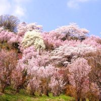 Japanese cherry blossoms  (sakura)of Hanmiyama @ Fukushima Japan, Иваки