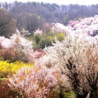 Japanese cherry blossoms  (sakura)of Hanmiyama @ Fukushima Japan, Иваки