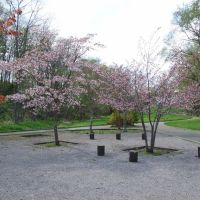 Cherry blossoms in Miyama-park, Китами