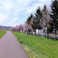 常呂川土手の桜(2011.5.17)　Cherry blossoms of Tokoro riverbank, Китами