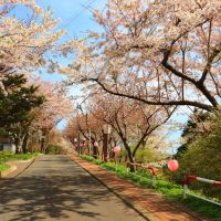 Bokoi-fuji in the cherry blossoms,Japan, Муроран