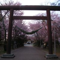 桜　参拝, Обихиро