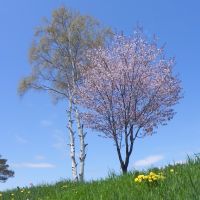 春の色（Spring color）, Обихиро