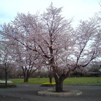 宇宙桜, Томакомаи