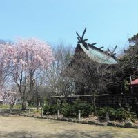 六椹八幡宮御本殿と桜、Mutsukunugi-Hachmangu shrine honden and Cherry blossom, Тсуруока
