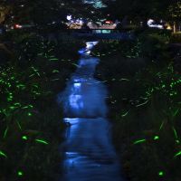 Ichinosaka River and Fireflies, Токуиама