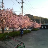 豆子郎館資料館前の桜, Токуиама