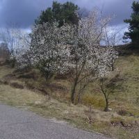 Bloeiende Bomen bij Terlet, Апельдоорн