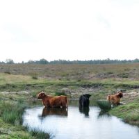 Young "Scottisch Cows"defending their pond at Deelerwoud Arnhem, Апельдоорн