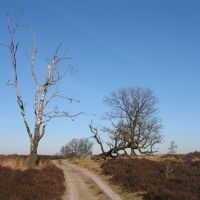 Dode bomen in natuurgebied Deelerwoud, Апельдоорн