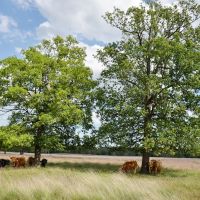 The Scottisch cows are not used to sunshine and hot temperatures. They stay in the shadow of the trees at Deelerwoud, Апельдоорн