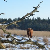 Lovely just this "Scottisch cow" in the heather of Deelerwoud at 5 Februari 2012, Арнхем