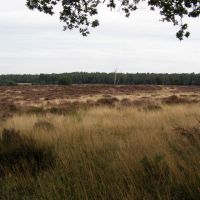 Deelerwoud (Kleine Heide), Нижмеген