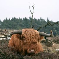 Teenager "Scottisch cow"at Deelerwoud isnt afraid at all! Perhaps he knows the photografer!!, Нижмеген