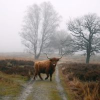 Even in the fog you can always spot lots of animals at Deelerwoud Park, Нижмеген