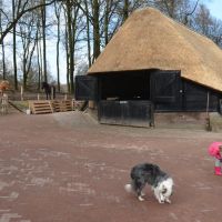The new reed roof covered sheep stable with sheep dogs at Rheden, Реден